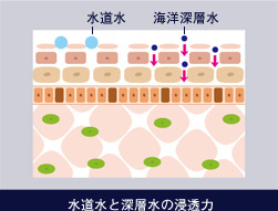 水道水と深層水の浸透力